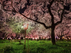 japanese cherry blossoms